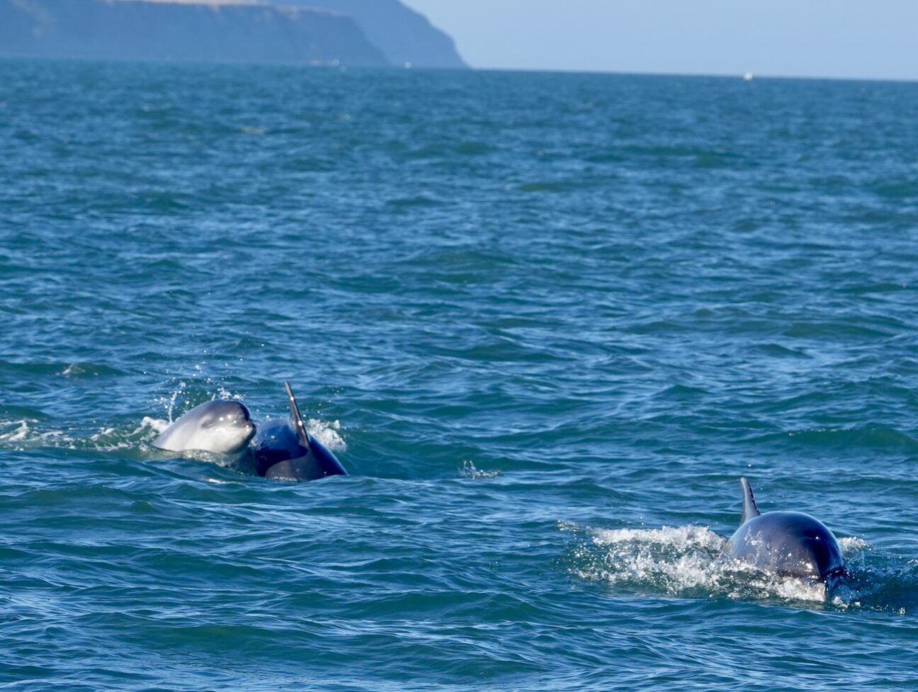 Three bottlenose dolphins swim together, fins out of the water, with one head above the waves.