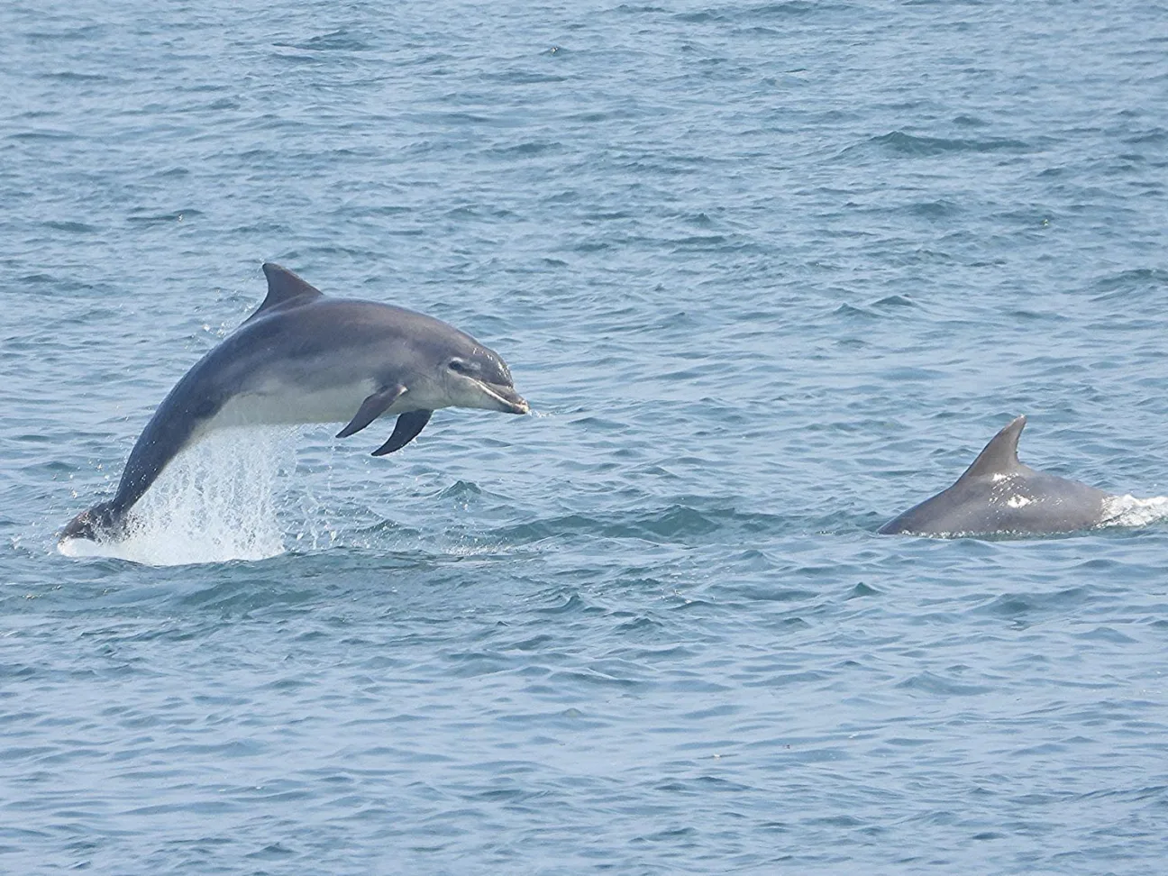 Two bottlenose dolphins playing in the North Sea.
