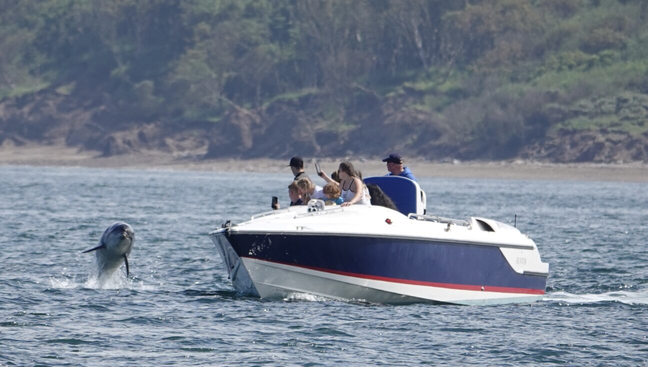 Bottlenose dolphin breaches the water next to a boat of people watching and recording footage on their phones.