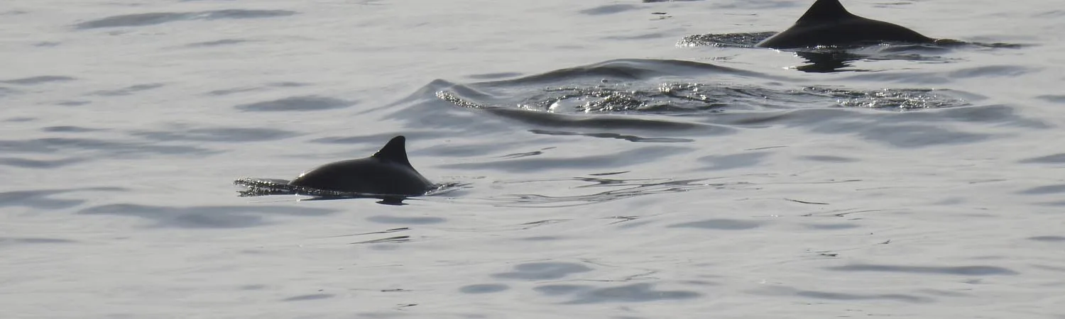 The dark fins of three harbour porpoise cut through the waves.