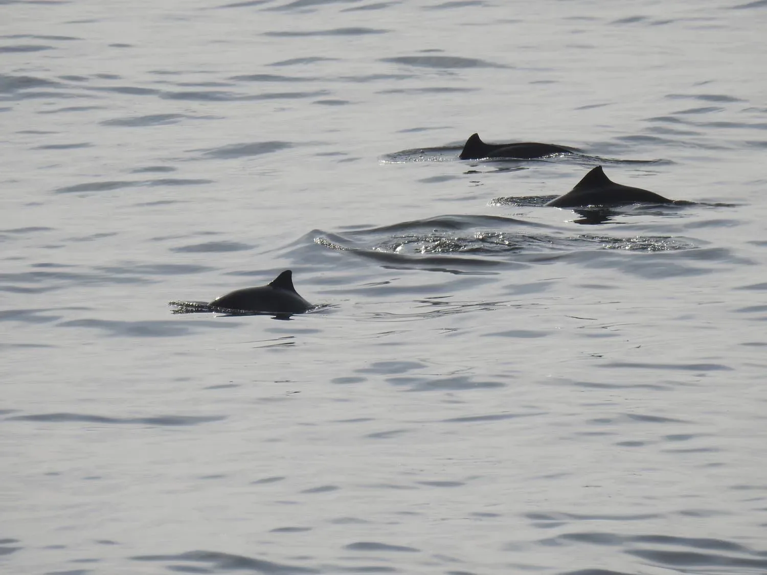 Scarborough’s Marine Wildlife