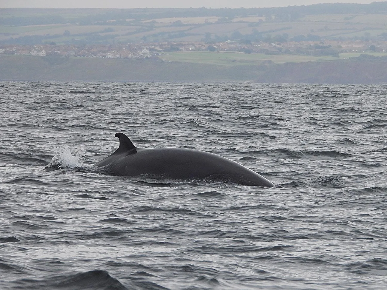 A minke whale swims along the coast in front of green fields.