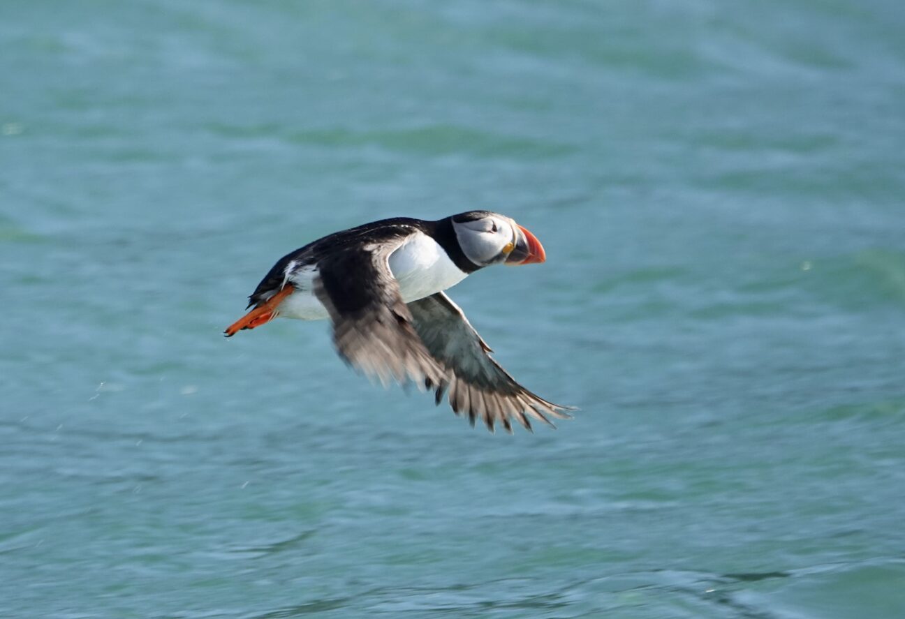 A puffin flies just above a calm sea, wings slightly blurred as it moves.