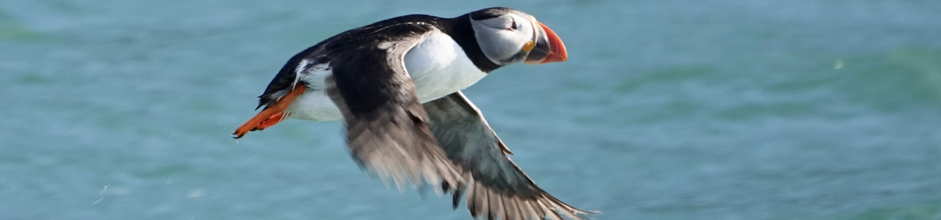 A puffin flies just above a calm sea, wings slightly blurred as it moves.
