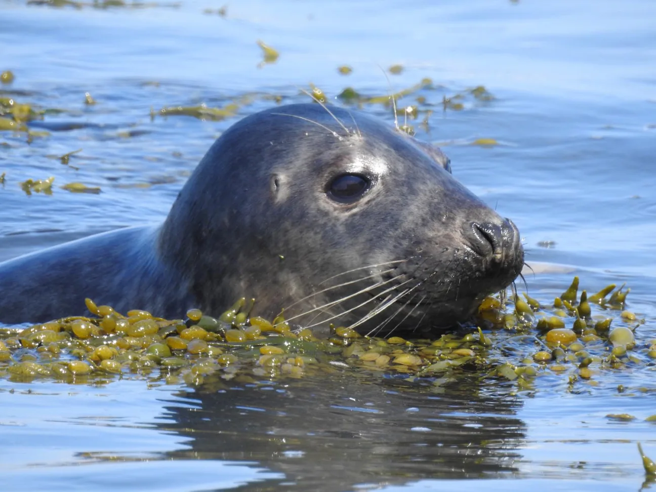 Grey seal pops out of the water surrounds by seaweed