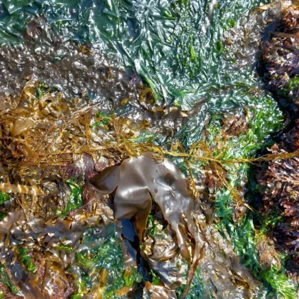 A colourful and diverse seaweed community