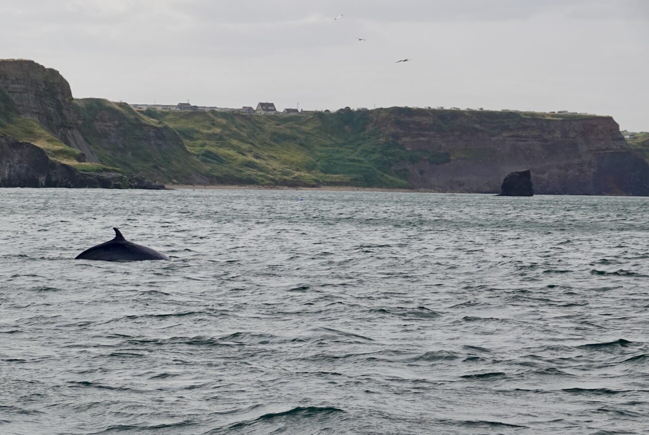 A minke whale fin pops out of the water in front of rugged coastal cliffs with houses on top.