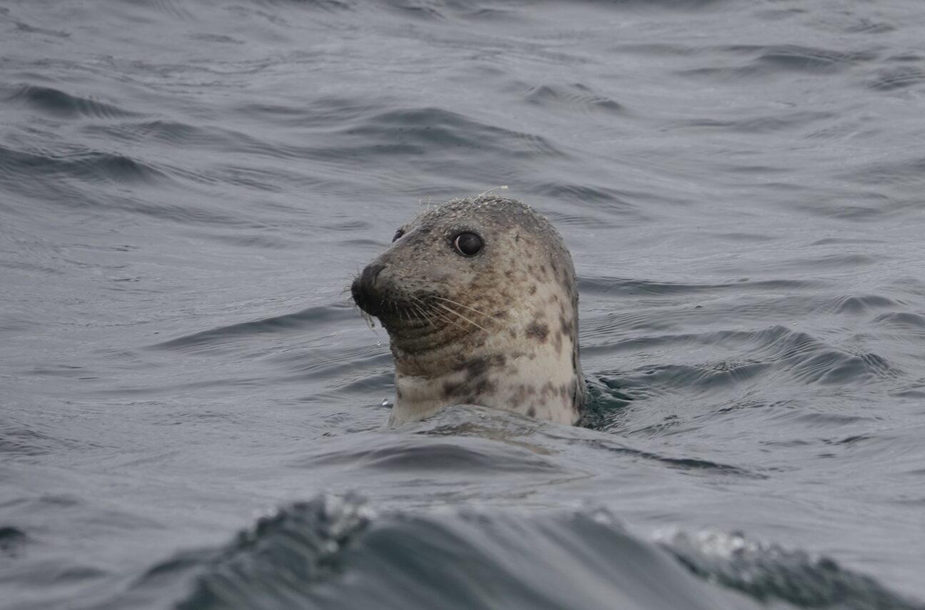 Grey seal pops its head out of the water to give a sideward look to the camera.