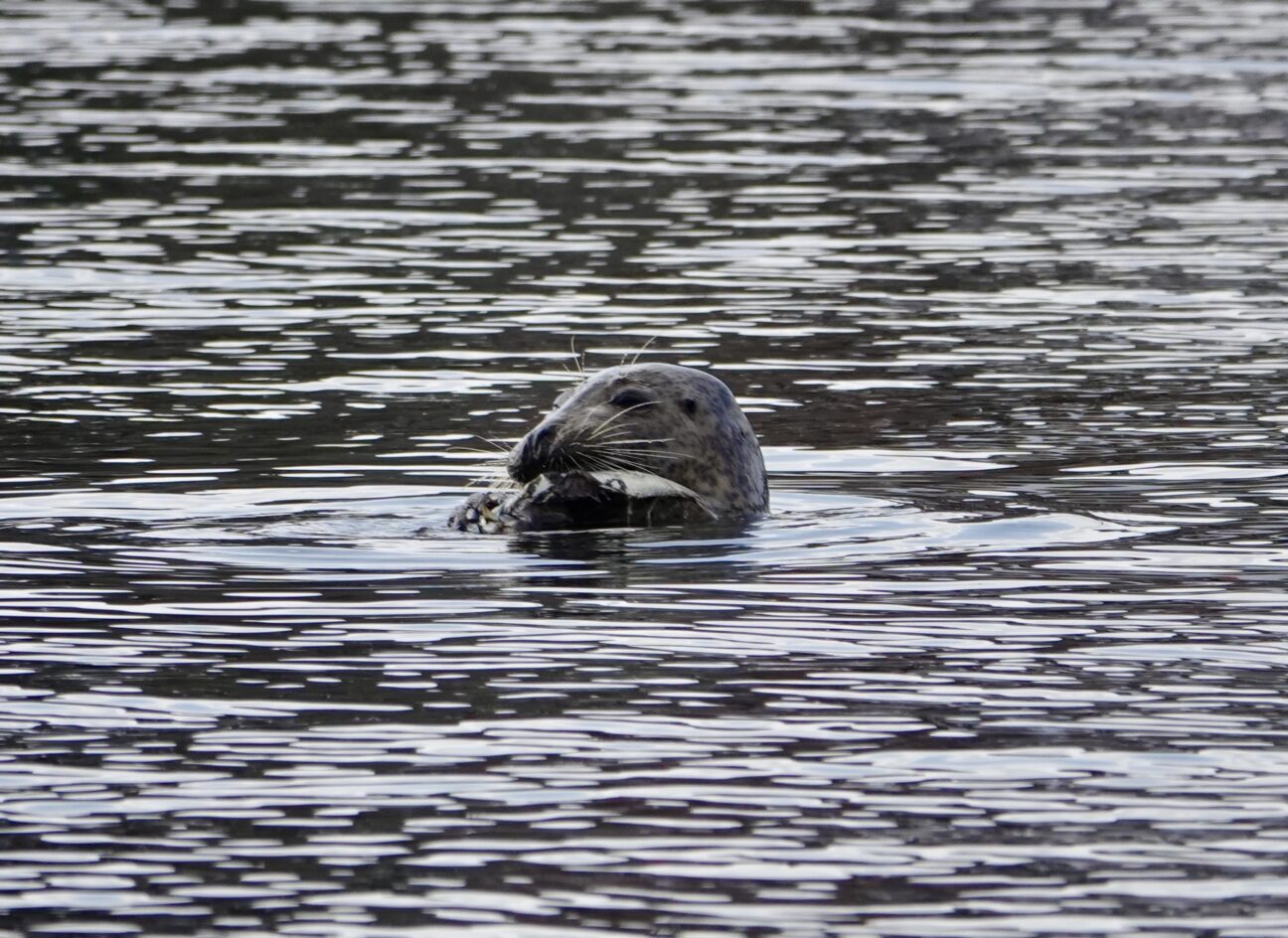 A seal with eyes closed, pokes its head out of the water and clutches a fish .