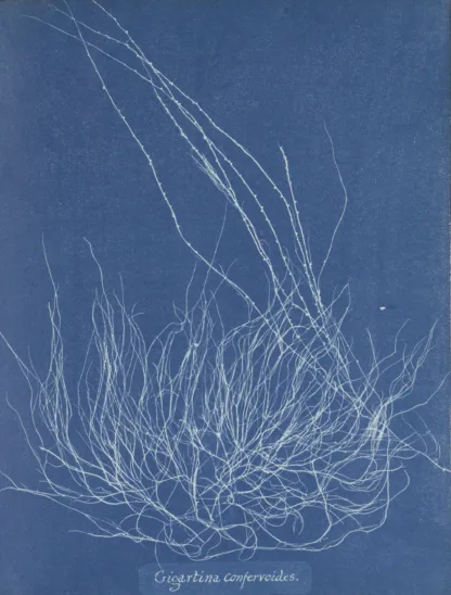 Cyanotype with blue background and thin white lines outlining the printed algae fronds.