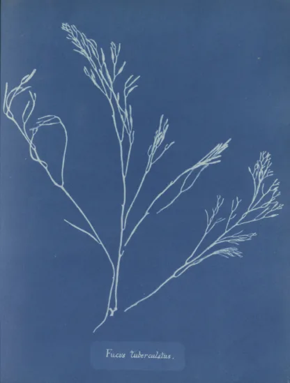 Cyanotype with blue background and thin white fronds outlining the printed algae.