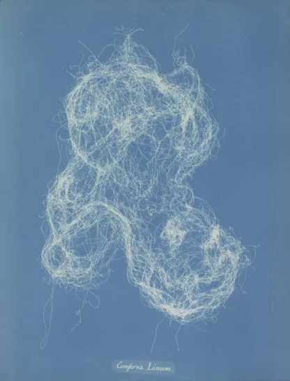 Cyanotype with blue background and white wispy lines outlining the printed algae.