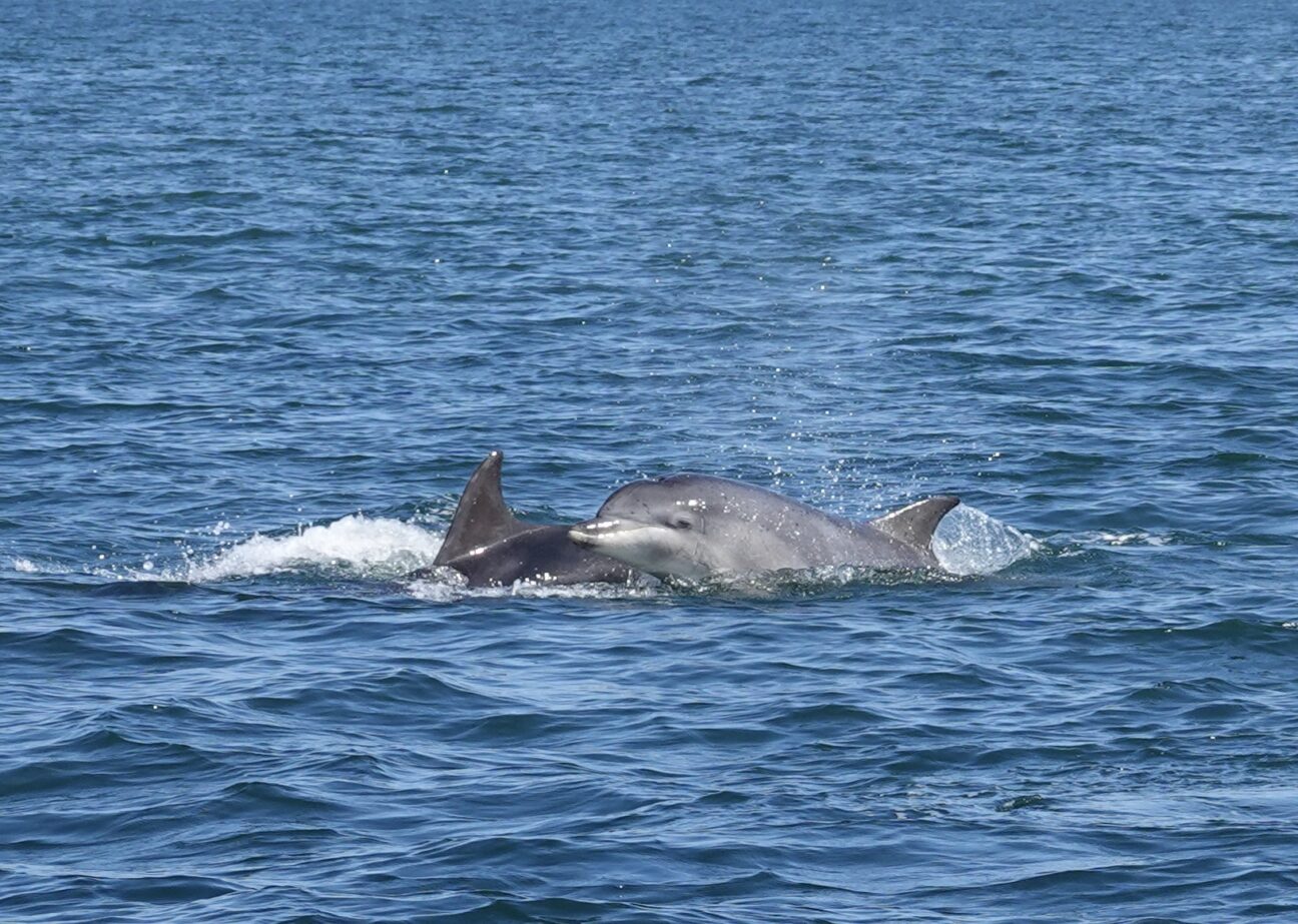 Bottlenose Dolphin and her calf swim together out at sea The calf as close to mum as possible.