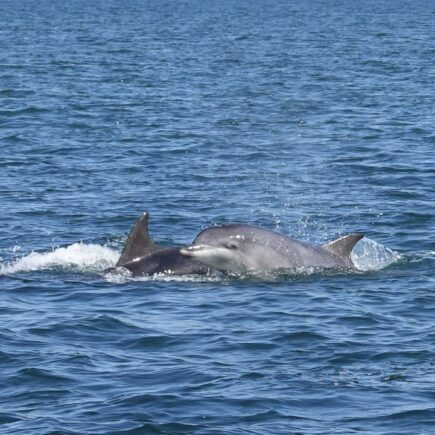 Bottlenose Dolphin and her calf swim together out at sea The calf as close to mum as possible.