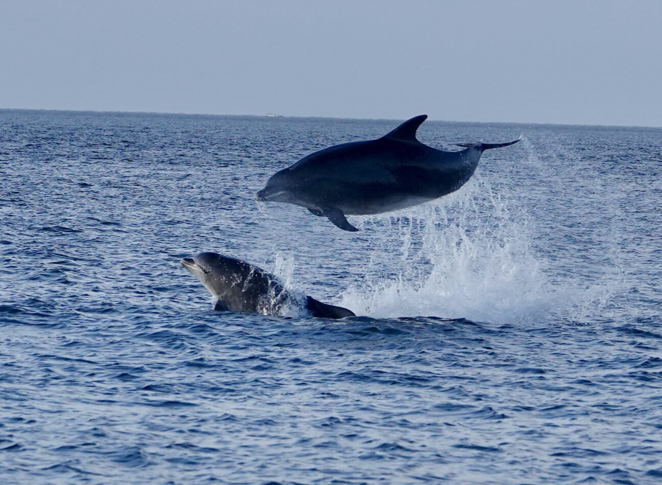 Two Bottlenose dolphins play in the sea, one dolphin leaping out of the water over the other.