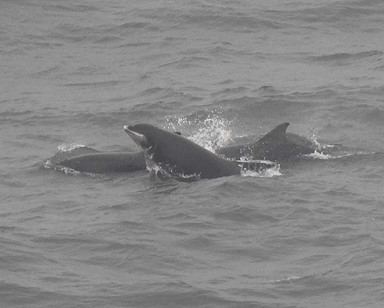Porpoise spotted off the North Yorkshire coast