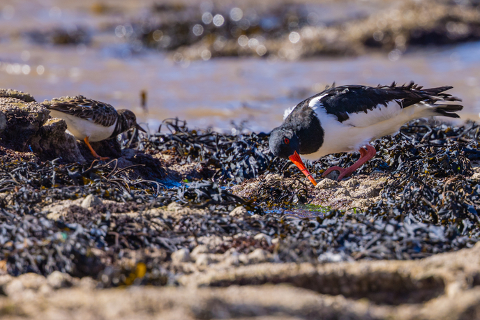 Two oystercatchers perch on a rockpool to rummage through seaweed for food.