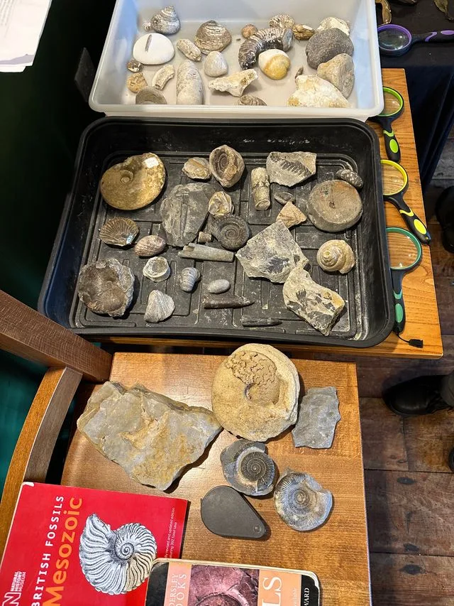 A table full of various types of local fossils