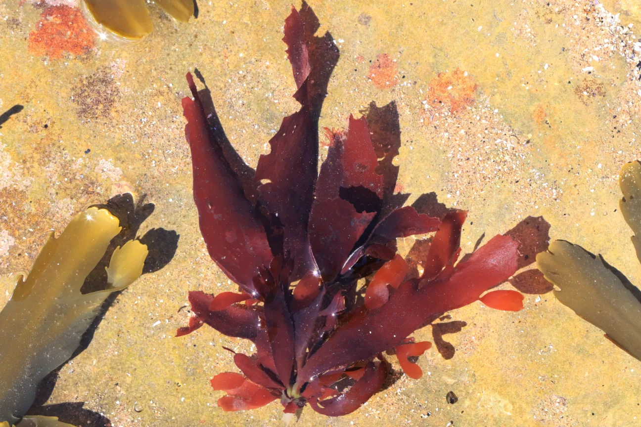 Red rags seaweed with thick red fronds linked by a holdfast at the bottom.